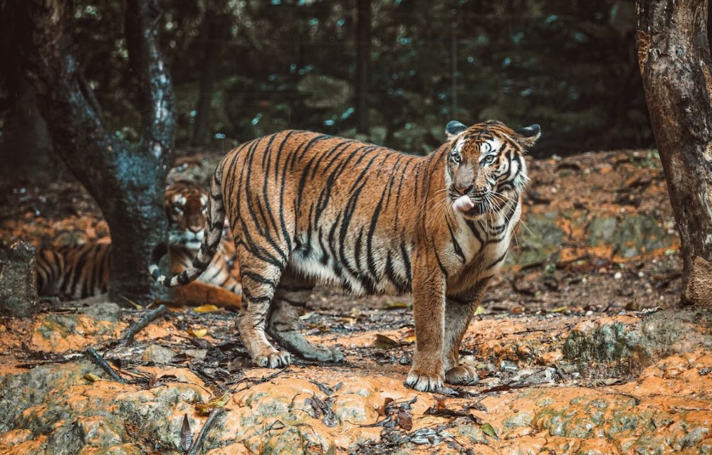 Mudumalai Tiger Reserve